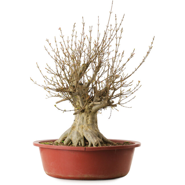 Acer buergerianum, 65 cm, ± 35 years old, with a nebari of 31 cm