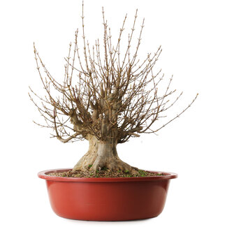 Acer buergerianum, 65 cm, ± 35 años