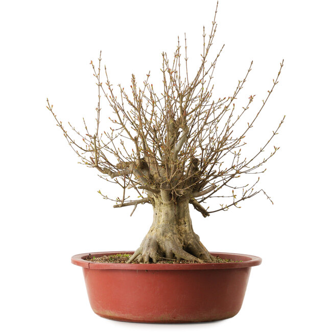 Acer buergerianum, 65 cm, ± 35 anni, con nebari di 31 cm