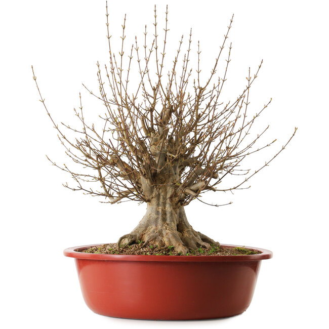 Acer buergerianum, 65 cm, ± 35 years old, with a nebari of 31 cm