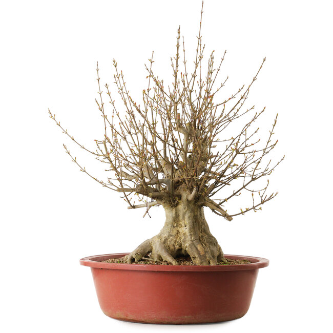 Acer buergerianum, 65 cm, ± 35 ans, avec un nebari de 31 cm