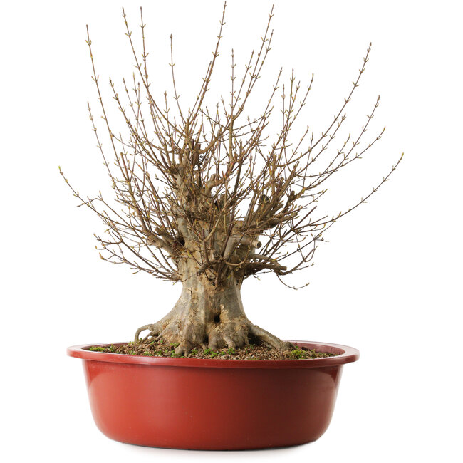 Acer buergerianum, 65 cm, ca. 35 Jahre alt, mit einem Wurzelhals von 31 cm