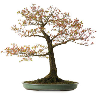 Acer palmatum Arakawa, 78 cm, ± 30 anni