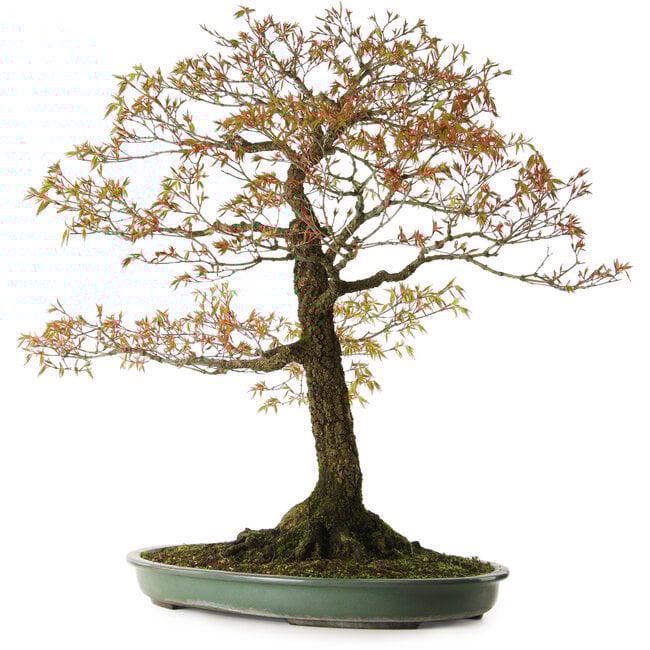 Acer palmatum Arakawa, 78 cm, ± 30 anni, con nebari di 28 cm