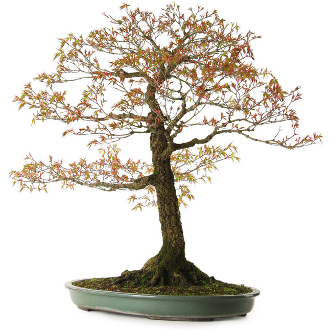 Acer palmatum Arakawa, 78 cm, ± 30 years old, with a nebari of 28 cm