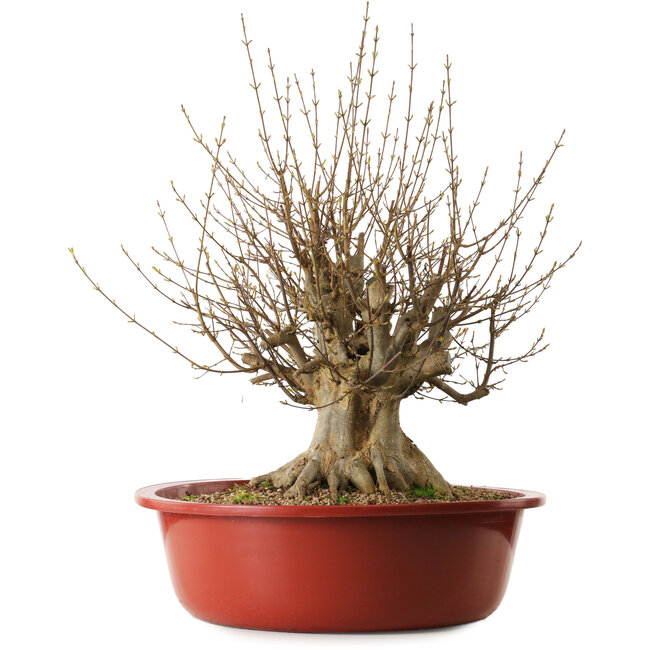 Acer buergerianum, 65 cm, ± 35 años, con un nebari de 31 cm