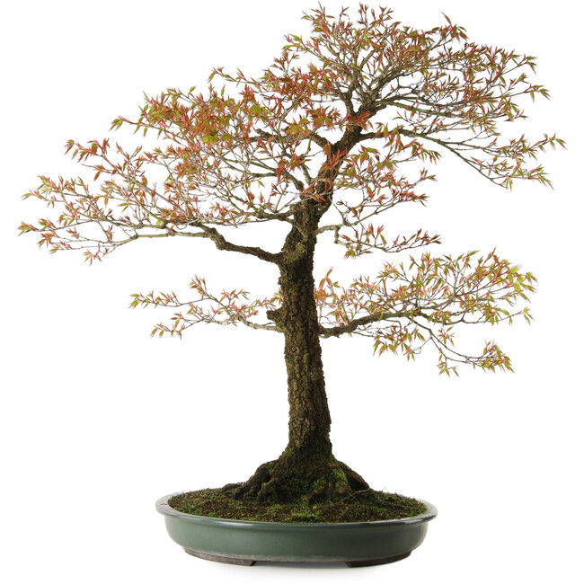 Acer palmatum Arakawa, 78 cm, ± 30 años, con un nebari de 28 cm.