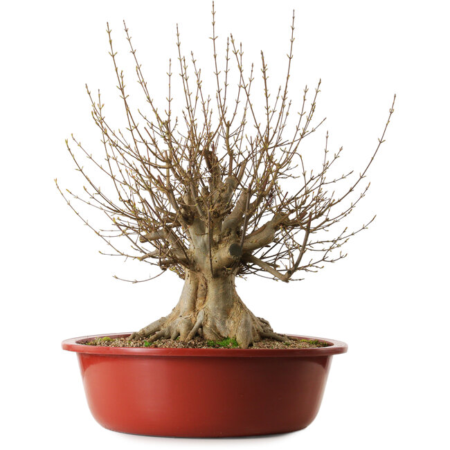 Acer buergerianum, 65 cm, ± 35 anni, con nebari di 31 cm