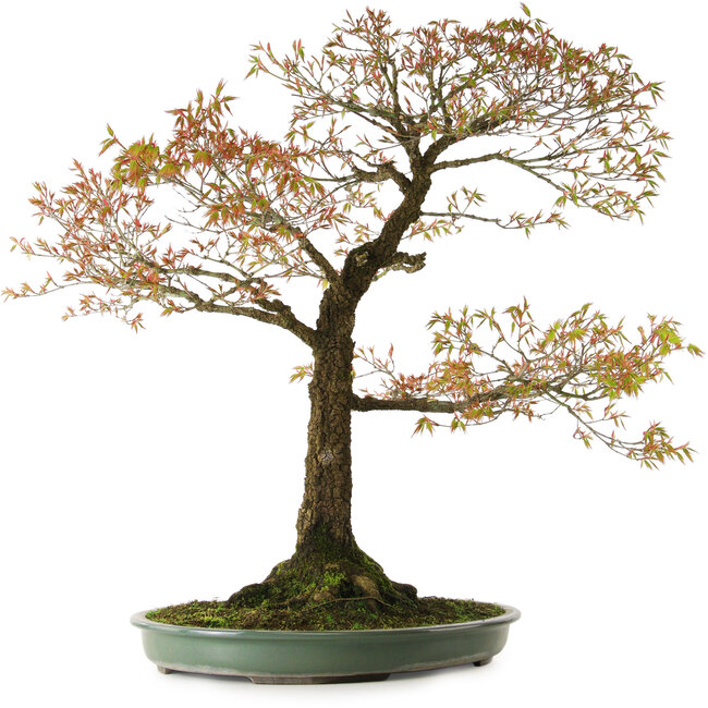 Acer palmatum Arakawa, 78 cm, ± 30 anni, con nebari di 28 cm