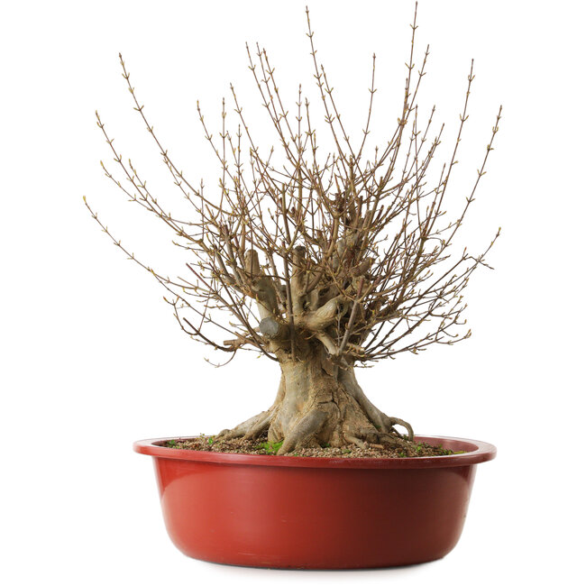 Acer buergerianum, 65 cm, ca. 35 Jahre alt, mit einem Wurzelhals von 31 cm