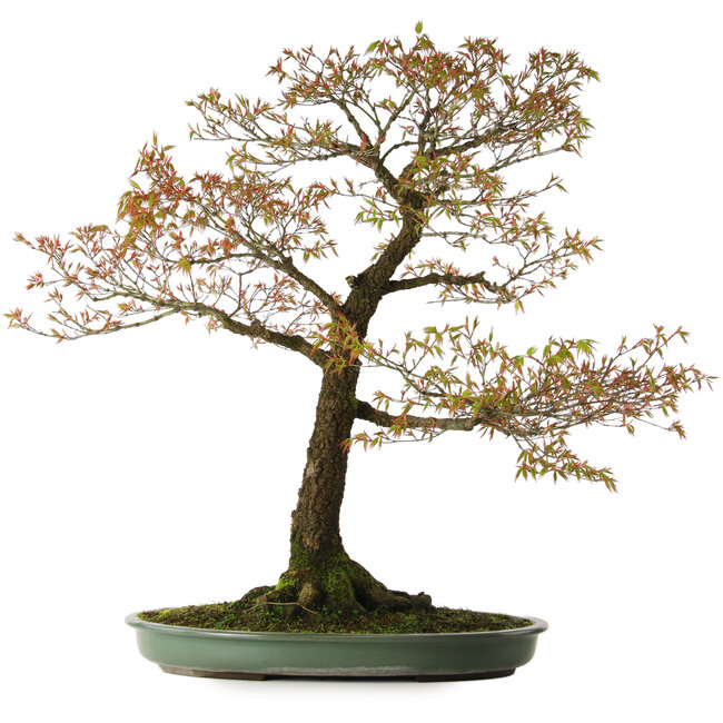 Acer palmatum Arakawa, 78 cm, ± 30 ans, avec un nebari de 28 cm