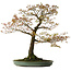 Acer palmatum Arakawa, 78 cm, ± 30 anni, con nebari di 28 cm