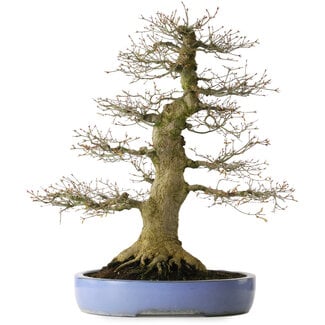 Acer palmatum, 69 cm, ± 40 Jahre alt