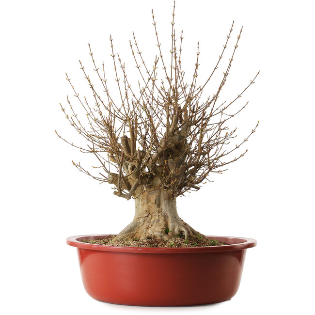 Acer buergerianum, 65 cm, ca. 35 Jahre alt, mit einem Wurzelhals von 31 cm