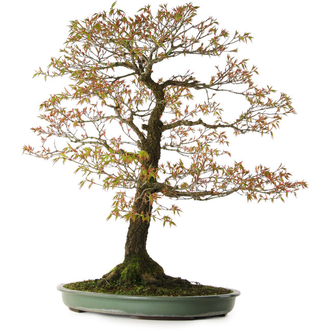 Acer palmatum Arakawa, 78 cm, ± 30 jaar oud, met een nebari van 28 cm