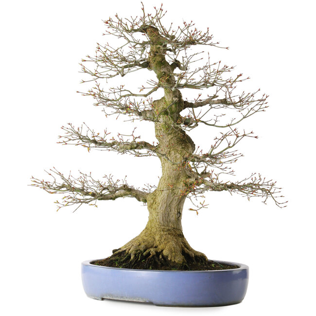 Acer palmatum, 69 cm, ± 40 jaar oud, met een nebari van 30 cm