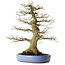 Acer palmatum, 69 cm, ± 40 years old, with a nebari of 30 cm
