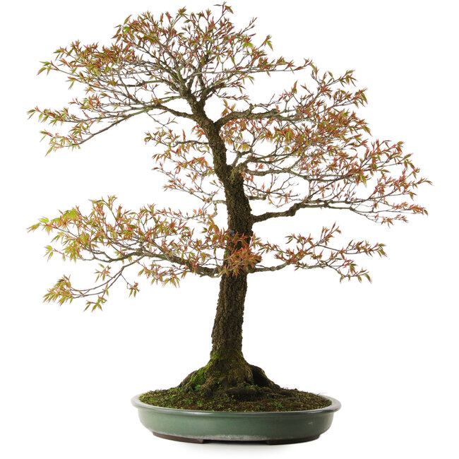 Acer palmatum Arakawa, 78 cm, ± 30 anni, con nebari di 28 cm
