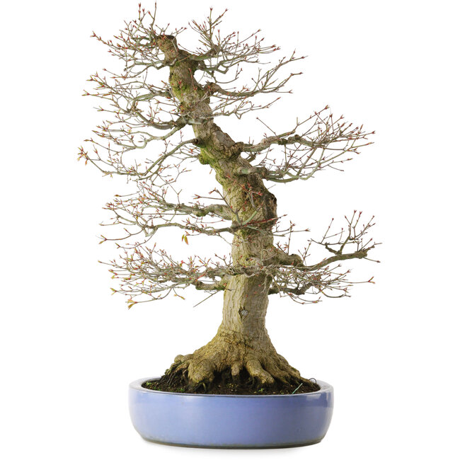 Acer palmatum, 69 cm, ± 40 years old, with a nebari of 30 cm