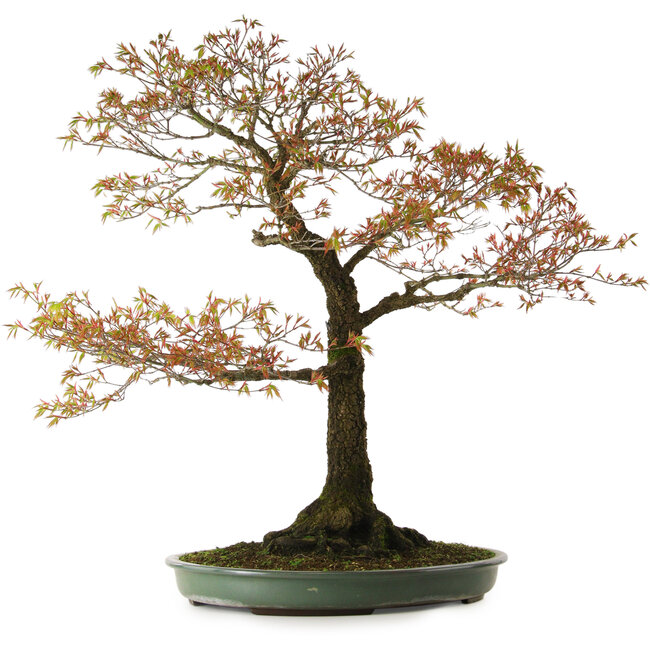 Acer palmatum Arakawa, 78 cm, ± 30 ans, avec un nebari de 28 cm