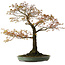 Acer palmatum Arakawa, 78 cm, ± 30 years old, with a nebari of 28 cm