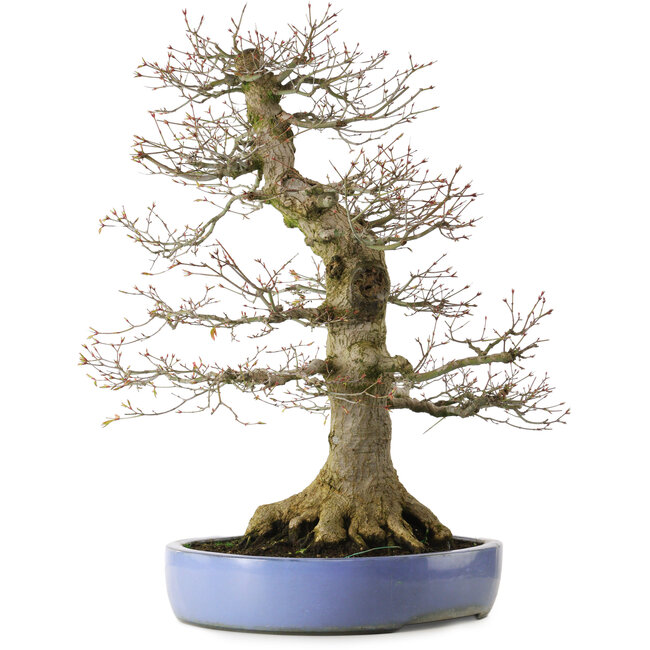 Acer palmatum, 69 cm, ± 40 Jahre alt, mit einem Wurzelhals von 30 cm