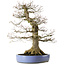 Acer palmatum, 69 cm, ± 40 anni, con nebari di 30 cm