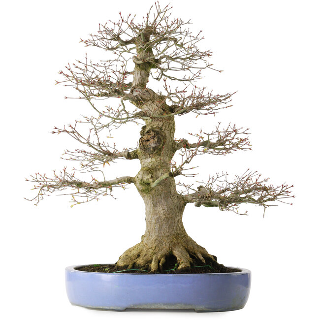 Acer palmatum, 69 cm, ± 40 jaar oud, met een nebari van 30 cm