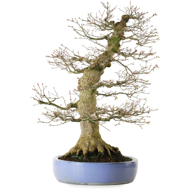 Acer palmatum, 69 cm, ± 40 años, con un nebari de 30 cm