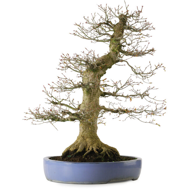 Acer palmatum, 69 cm, ± 40 jaar oud, met een nebari van 30 cm