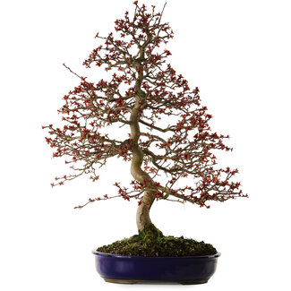 Malus rouge, 80 cm, ± 20 ans
