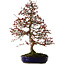 Malus Red, 80 cm, ± 20 years old, with a nebari of 12 cm