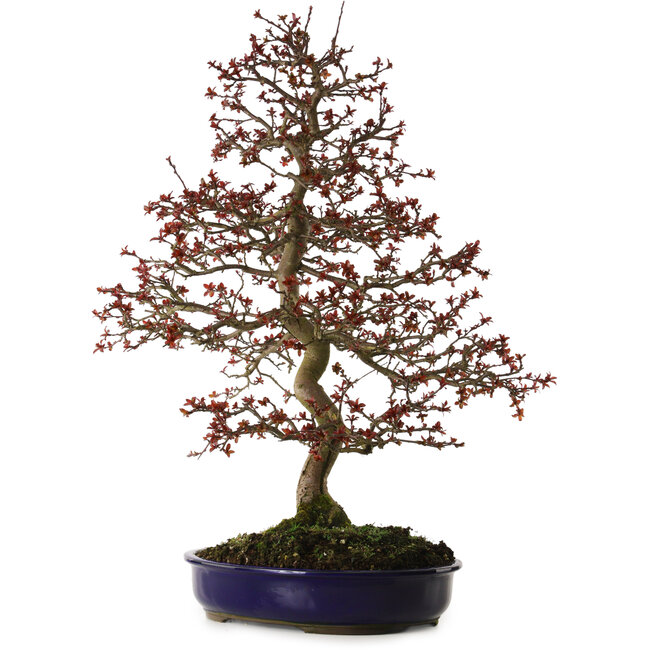 Malus Rosso, 80 cm, ± 20 anni, con nebari di 12 cm