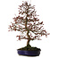 Malus Red, 80 cm, ± 20 ans, avec un nebari de 12 cm