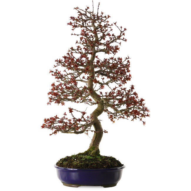 Malus Red, 80 cm, ± 20 años, con un nebari de 12 cm