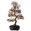 Malus Red, 80 cm, ± 20 ans, avec un nebari de 12 cm
