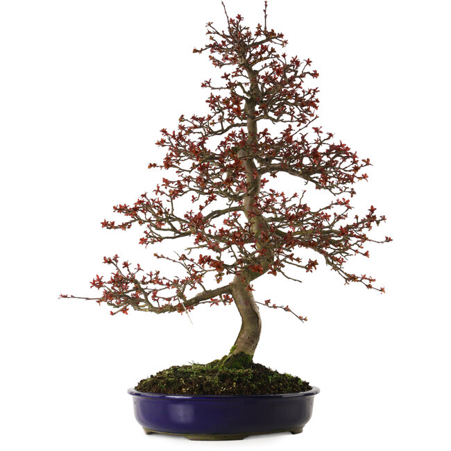 Malus Rosso, 80 cm, ± 20 anni, con nebari di 12 cm