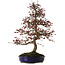 Malus Red, 80 cm, ± 20 jaar oud, met een nebari van 12 cm.