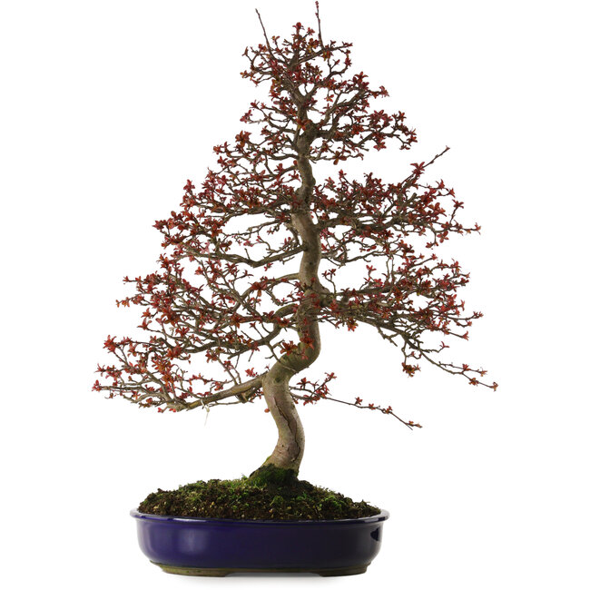 Malus Red, 80 cm, ± 20 jaar oud, met een nebari van 12 cm.