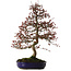 Malus Red, 80 cm, ± 20 ans, avec un nebari de 12 cm