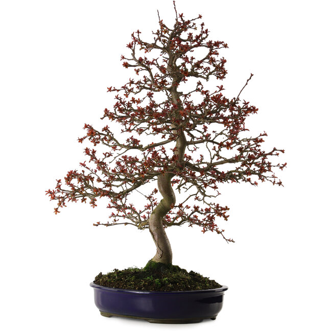 Malus Red, 80 cm, ± 20 years old, with a nebari of 12 cm