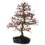 Malus Red, 80 cm, ± 20 jaar oud, met een nebari van 12 cm.