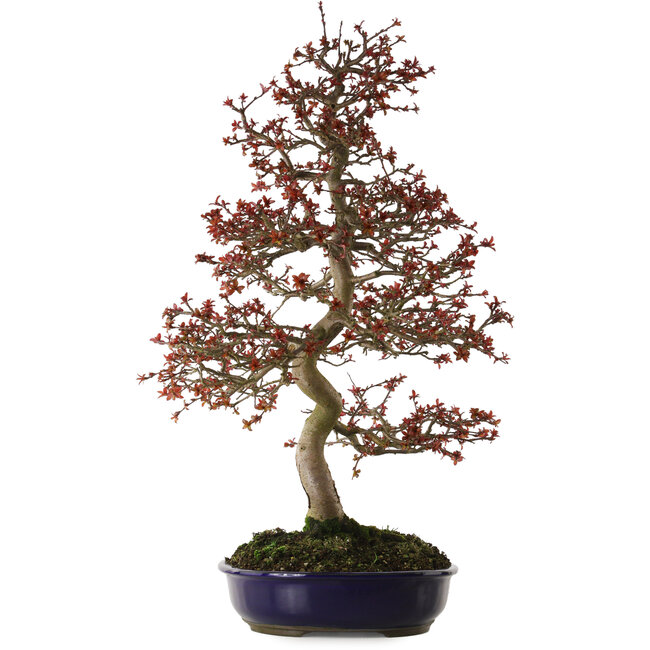 Malus Rosso, 80 cm, ± 20 anni, con nebari di 12 cm