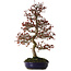 Malus Red, 80 cm, ± 20 ans, avec un nebari de 12 cm