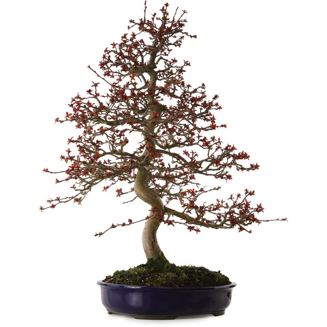 Malus Red, 80 cm, ± 20 jaar oud, met een nebari van 12 cm.
