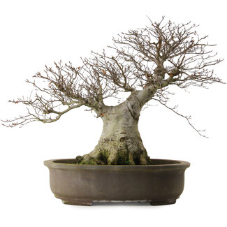 Fagus crenata, 65 cm, ± 40 anni