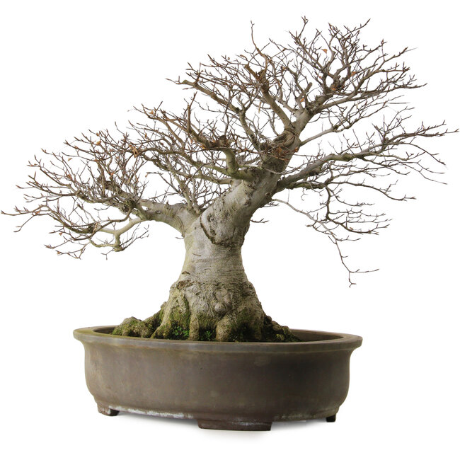 Fagus crenata, 65 cm, ± 40 years old, with a nebari of 35 cm and in a handmade Japanese pot