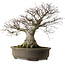 Fagus crenata, 65 cm, ± 40 jaar oud, met een nebari van 35 cm en in een handgemaakte Japanse pot.