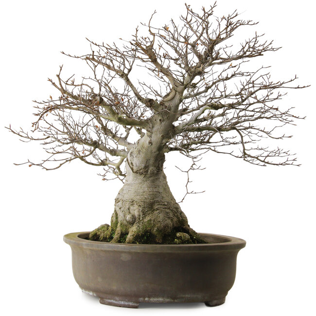 Fagus crenata, 65 cm, ± 40 anni, con nebari di 35 cm e in vaso giapponese fatto a mano