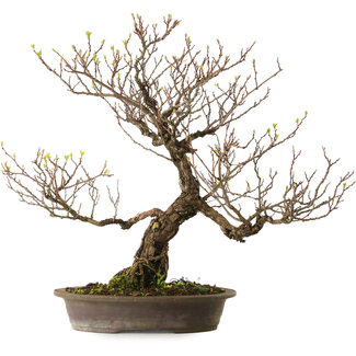 Actinidia, 65 cm, ± 25 years old